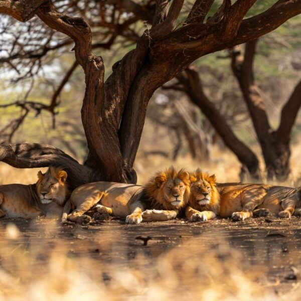 a group of lions laying down in the grass