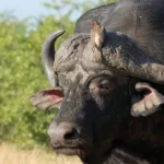 Closeup of a buffalo grazing in Ndutu during the Serengeti wildebeest migration