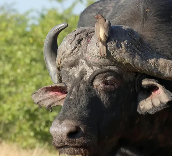 Closeup of a buffalo grazing in Ndutu during the Serengeti wildebeest migration