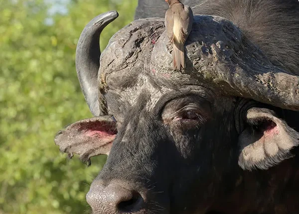 Closeup of a buffalo grazing in Ndutu during the Serengeti wildebeest migration