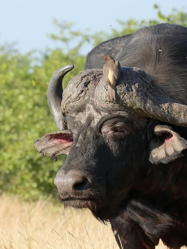 Closeup of a buffalo grazing in Ndutu during the Serengeti wildebeest migration