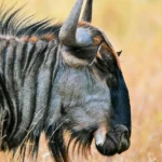 Closeup of a wildebeest in Ndutu amidst the great Serengeti migration