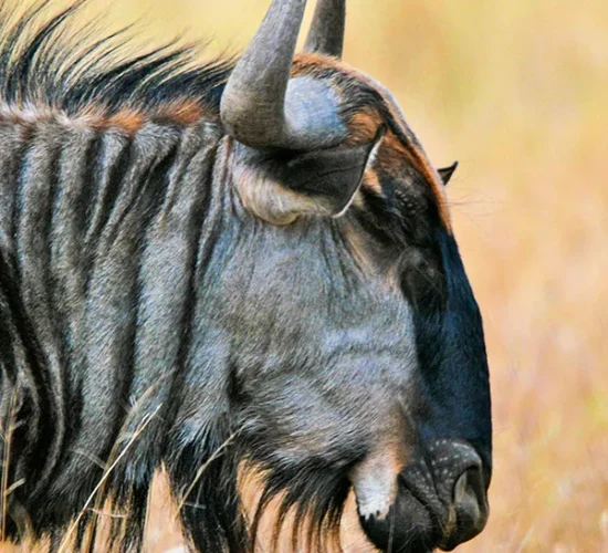 Closeup of a wildebeest in Ndutu amidst the great Serengeti migration