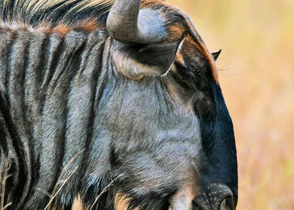 Closeup of a wildebeest in Ndutu amidst the great Serengeti migration