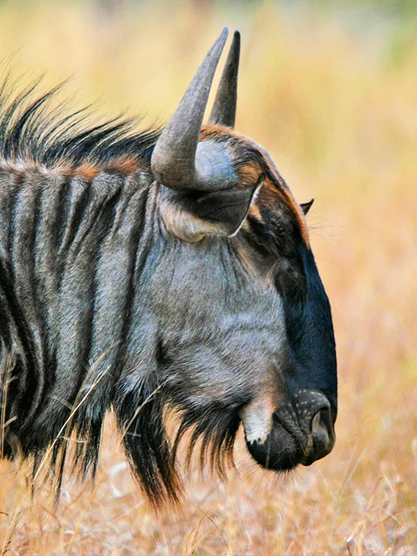 Closeup of a wildebeest in Ndutu amidst the great Serengeti migration