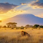Majestic lion rests in the African savanna with Mount Kilimanjaro at sunrise