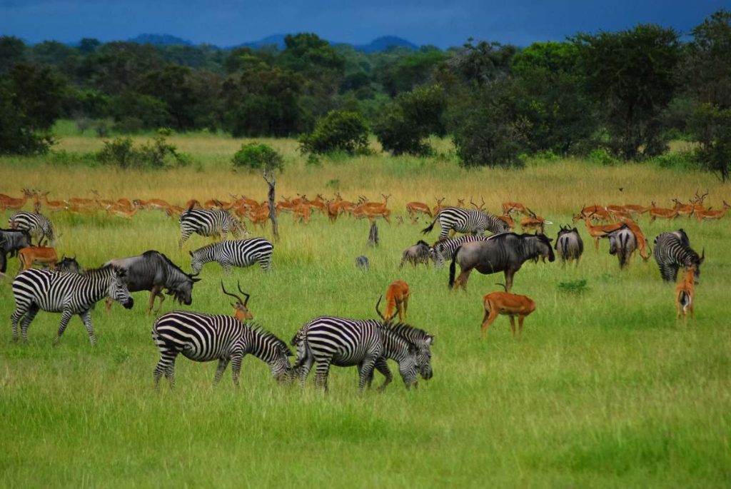Animals on the plains of Africa