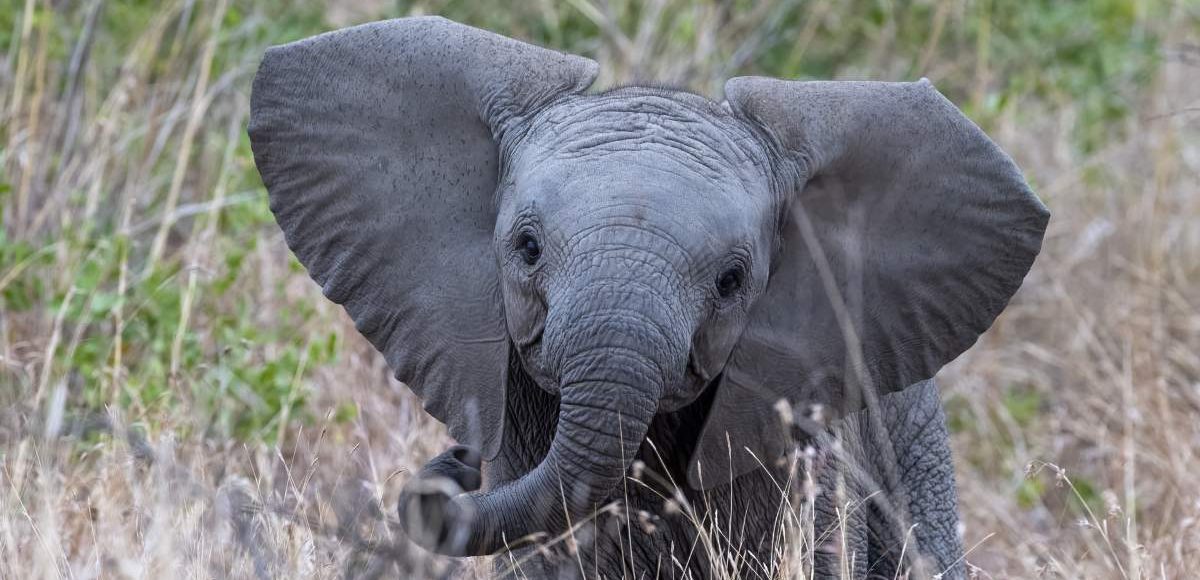 Young Baby African elephant