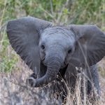 the ultimate guide to serengeti national park Young Baby African elephant