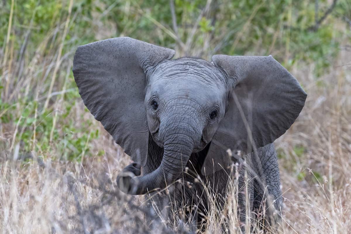 Young Baby African elephant