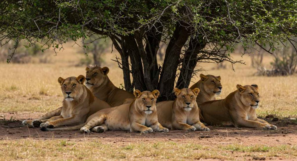 Pride of Lionesses Resting Under Acacia Tree Shade in African Savanna