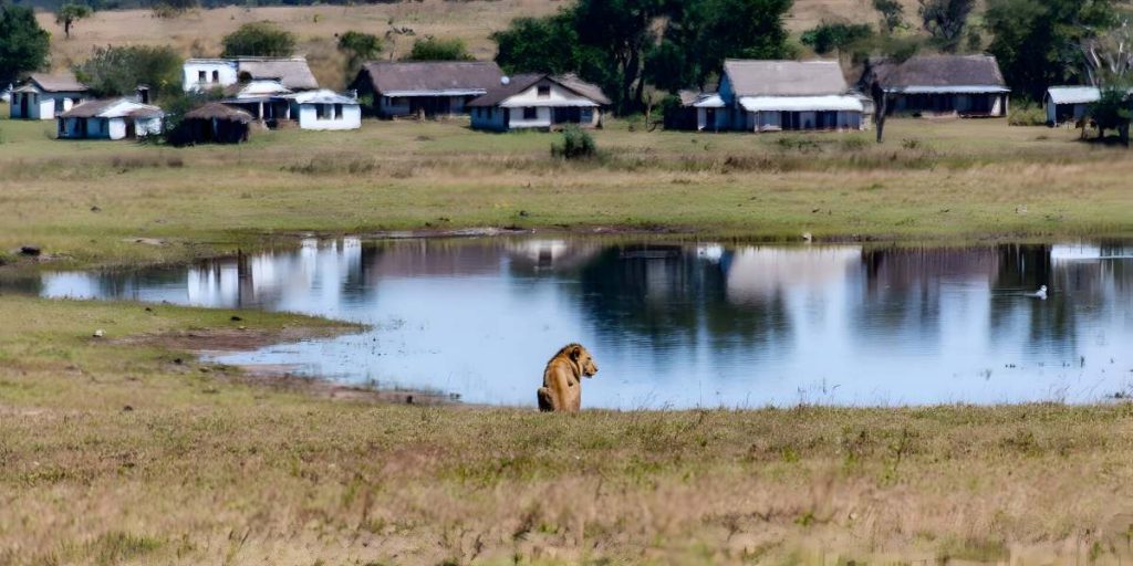 A male lion sits in a grassy field next to a tranquil watering hole with houses visible in the background