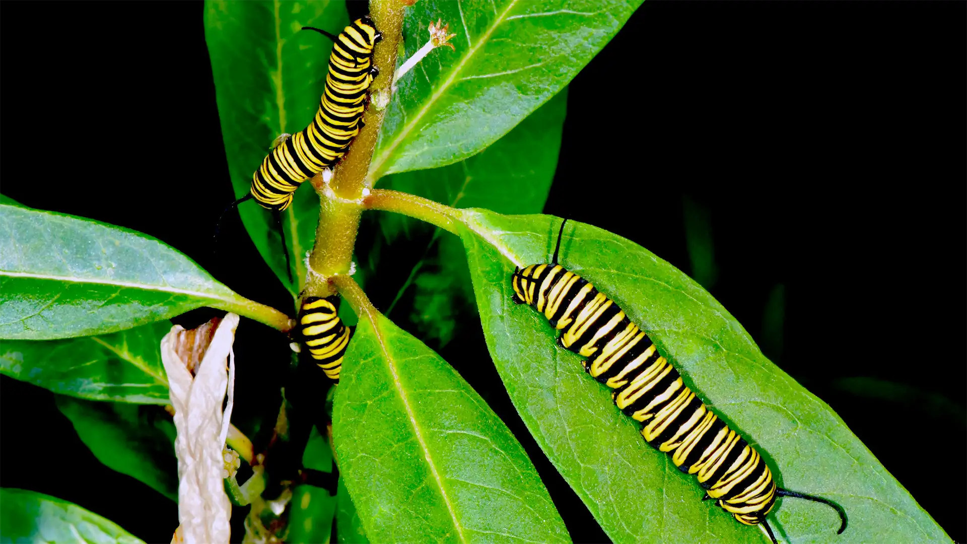 Invasive Species Management Monarch caterpillars on leaves showing invasive species imapct in sustainable tourism