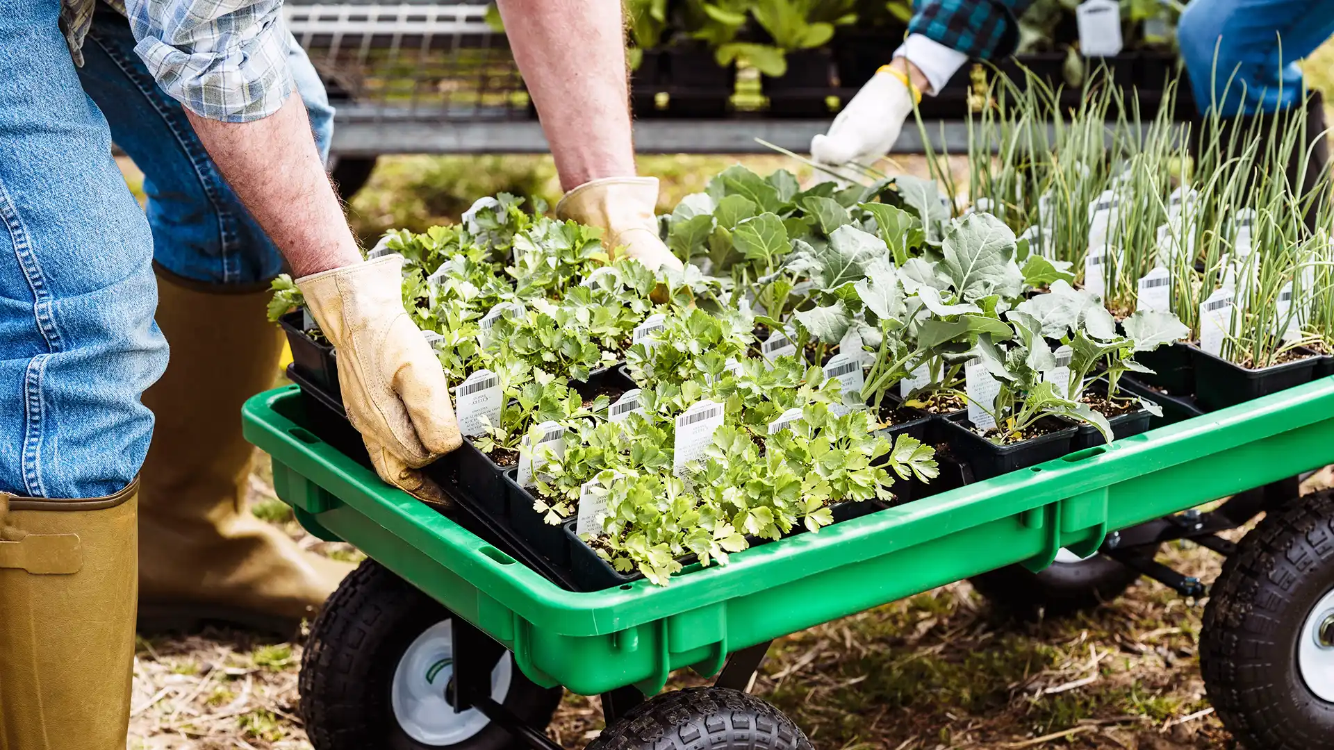 Nursery Management Gardener using a four-wheel garden cart to transport vegetable seedlings and young plants for transplanting