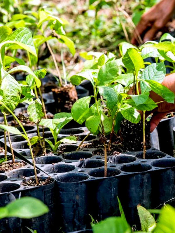 Hand planting young seedlings in nursery pots