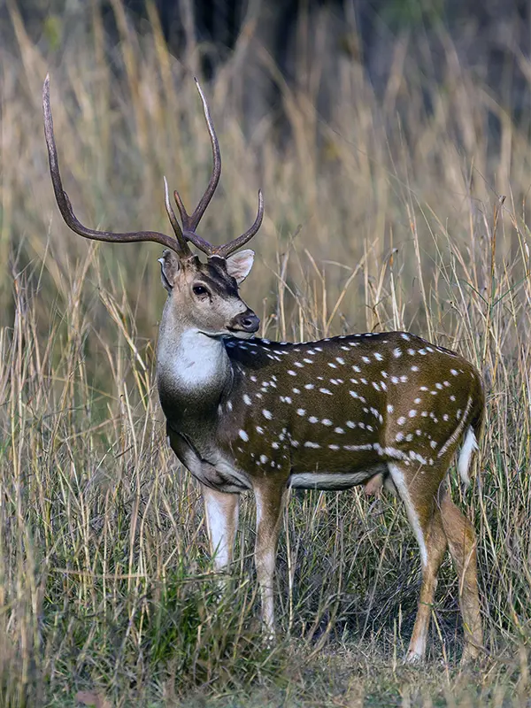 Spotted deer in natural habitat showcasing wild ecology and sustainable tourism conservation