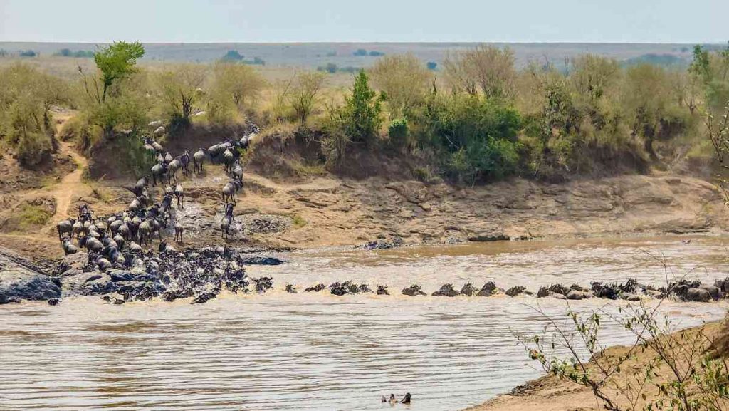 A Wildebeest herd crossing Mara River during great migration