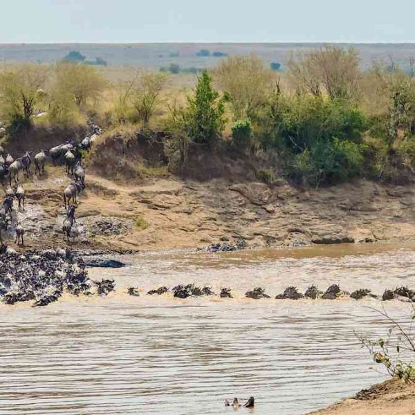 A Wildebeest herd crossing Mara River during great migration
