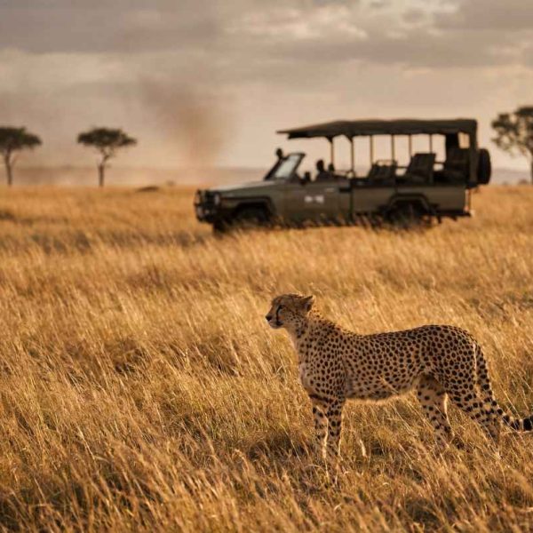 Cheetah standing in the golden grass of the african savanna with a safari jeep in the background