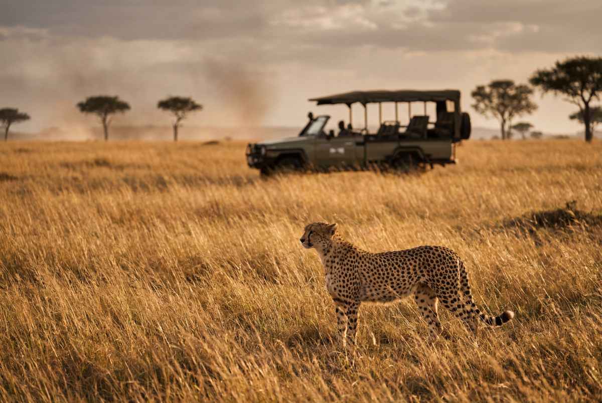 Cheetah standing in the golden grass of the african savanna with a safari jeep in the background