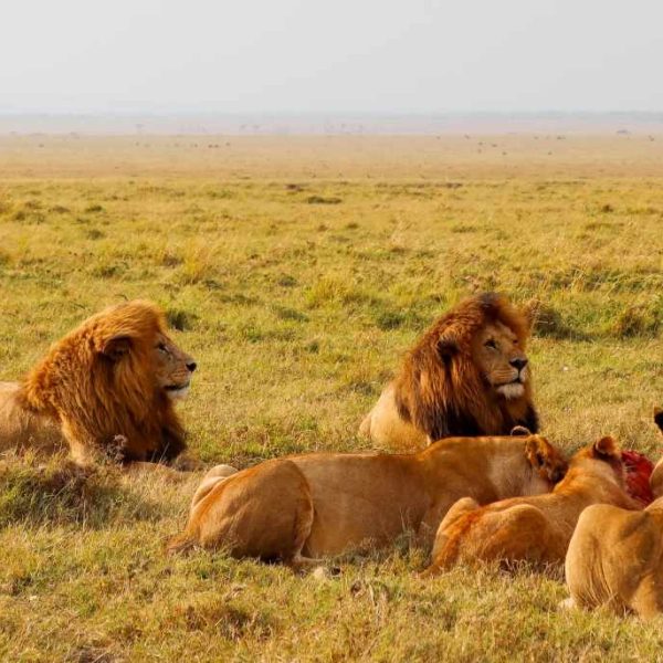 Lions relaxing and eating