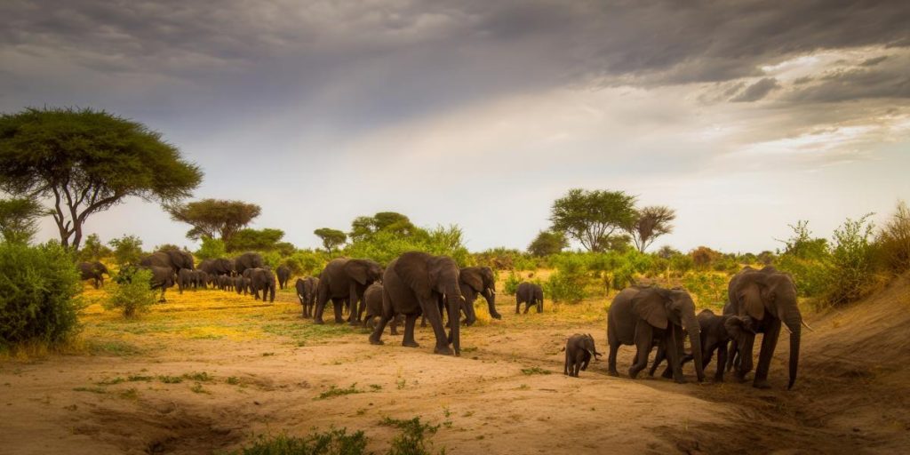 Elephants journeying across the savanna, creating a picturesque scene in the African wilderness