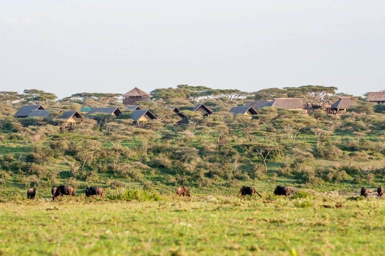 Lake Ndutu Luxury Tented Lodge — photo 90