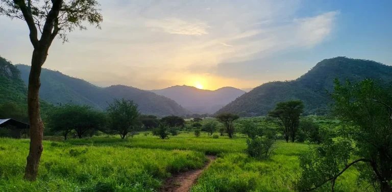 Mkomazi View Tented Camp — photo 7