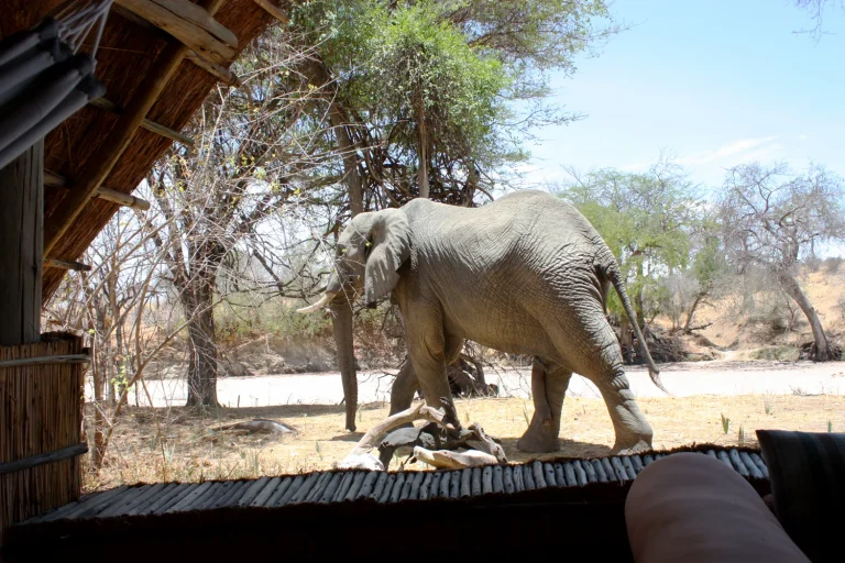 Mwagusi Safari Camp โ photo 8