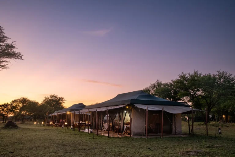 Ndutu Under Canvas — photo 16