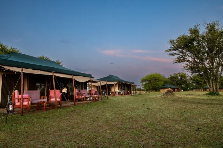 Ndutu Under Canvas — photo 18