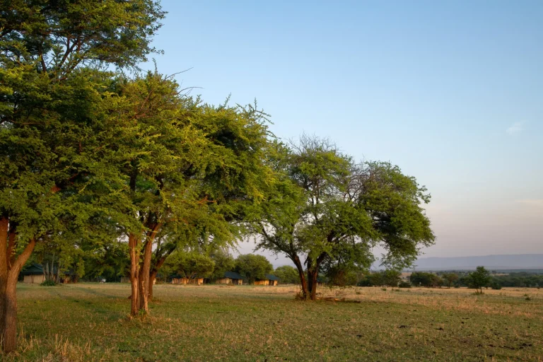 Ndutu Under Canvas — photo 20