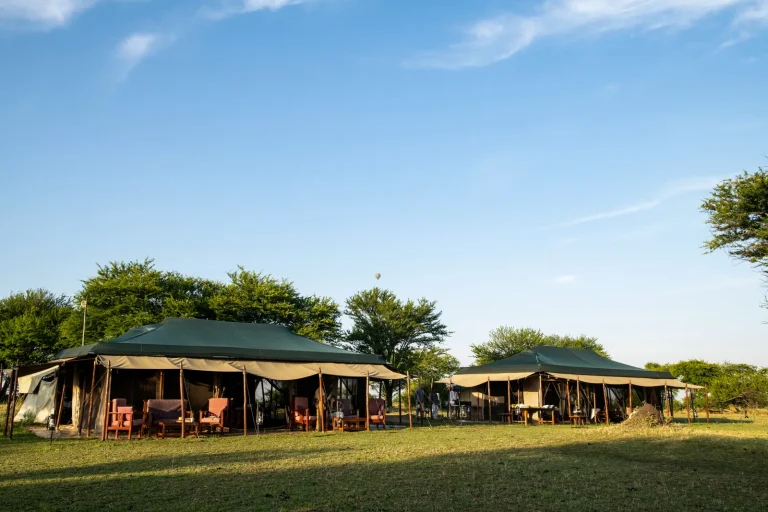 Ndutu Under Canvas — photo 22